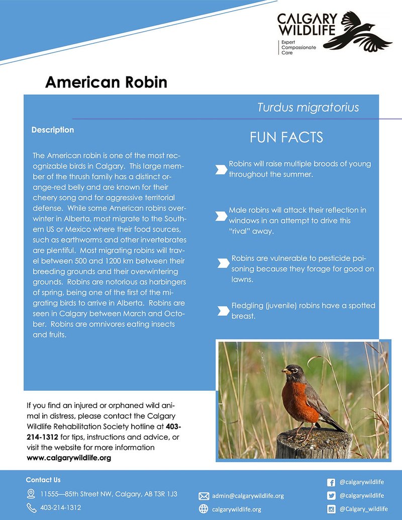 Learn about wildrobin official site